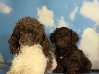 Doxiepoo dogs for sale: Brownie - Ad 4