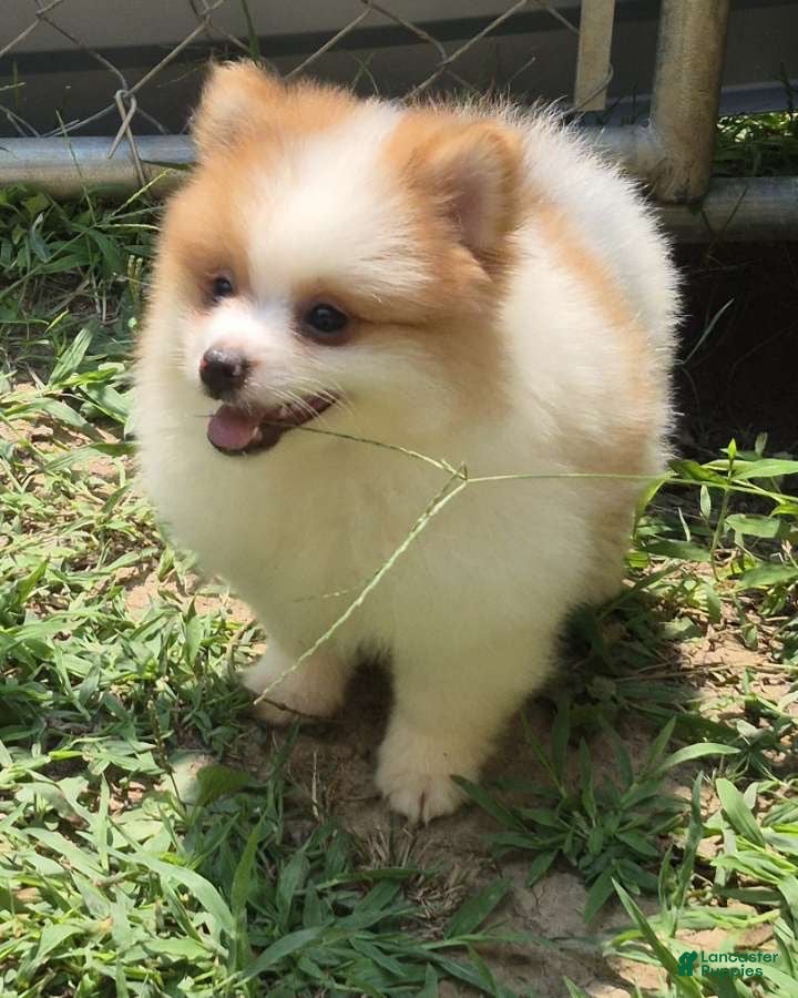 Pomeranian dogs Teddy  - Ad 40