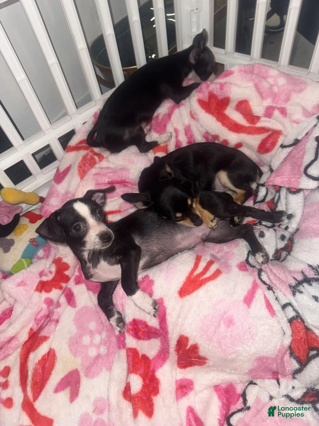 Mixed Breed dogs for sale: Mixed Breed Puppy 1 - Ad 2