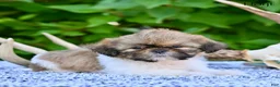 Shih Tzu dogs for sale: Hoyt - Ad 8