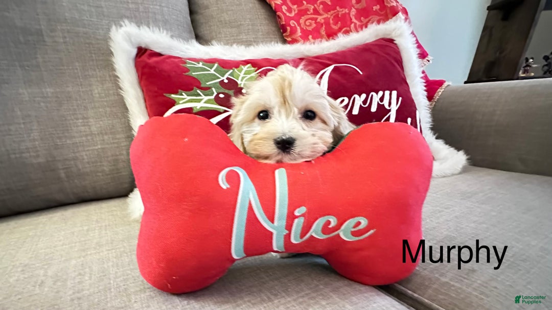 Cavachon dogs for sale: Murphy - Ad 3