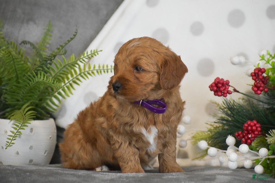 Mini Goldendoodle dogs for sale: Rachel - Ad 5