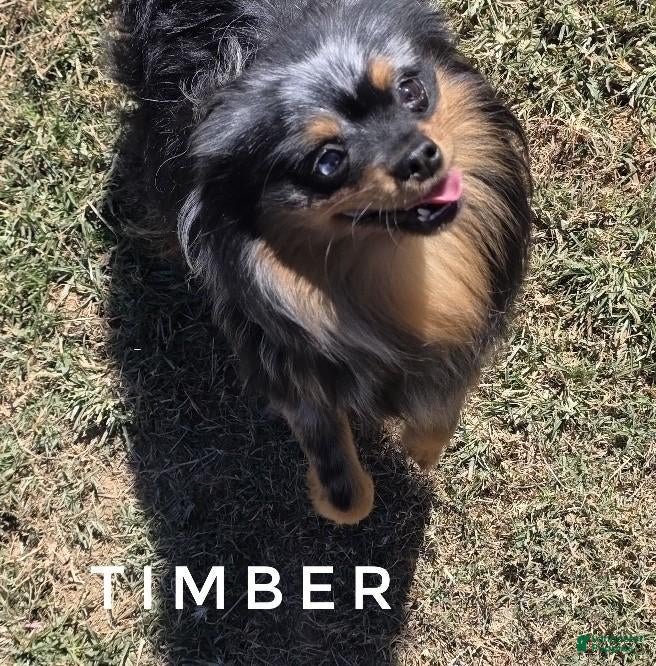 Pomeranian dogs for sale: Would make Excellent ESA - Timber - Ad 1