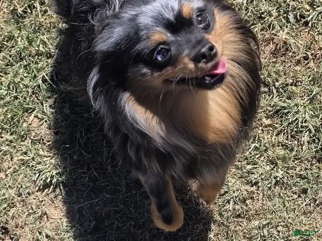 Pomeranian dogs for sale: Would make Excellent ESA - Timber - Ad 1