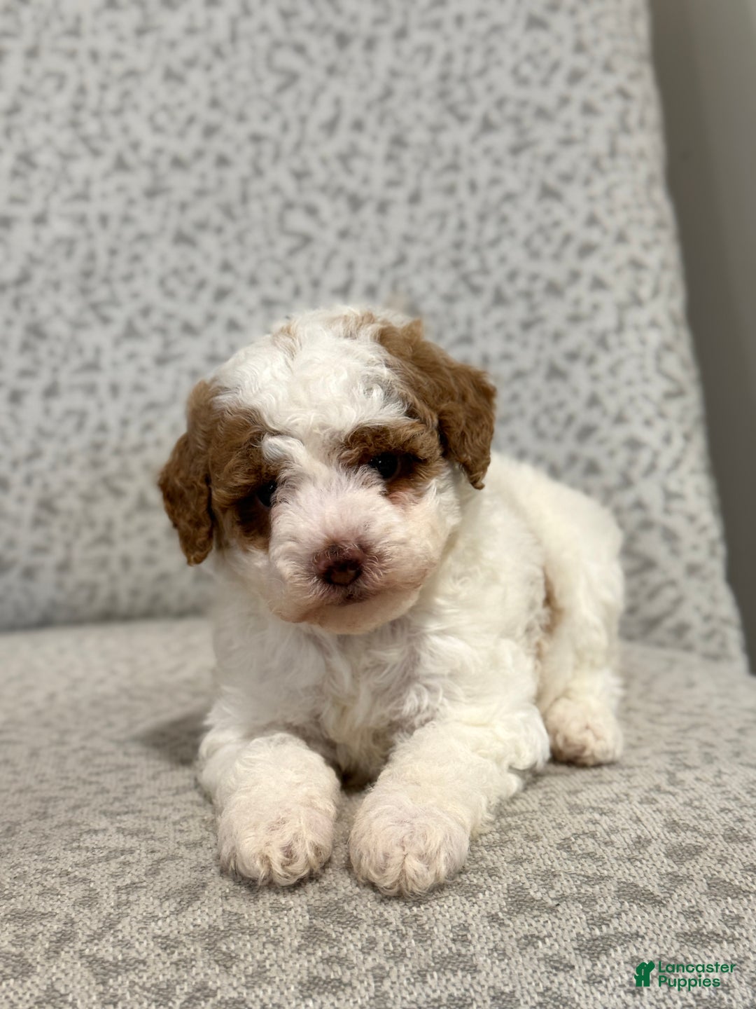 Miniature Poodle dogs for sale: Josie  - Ad 3