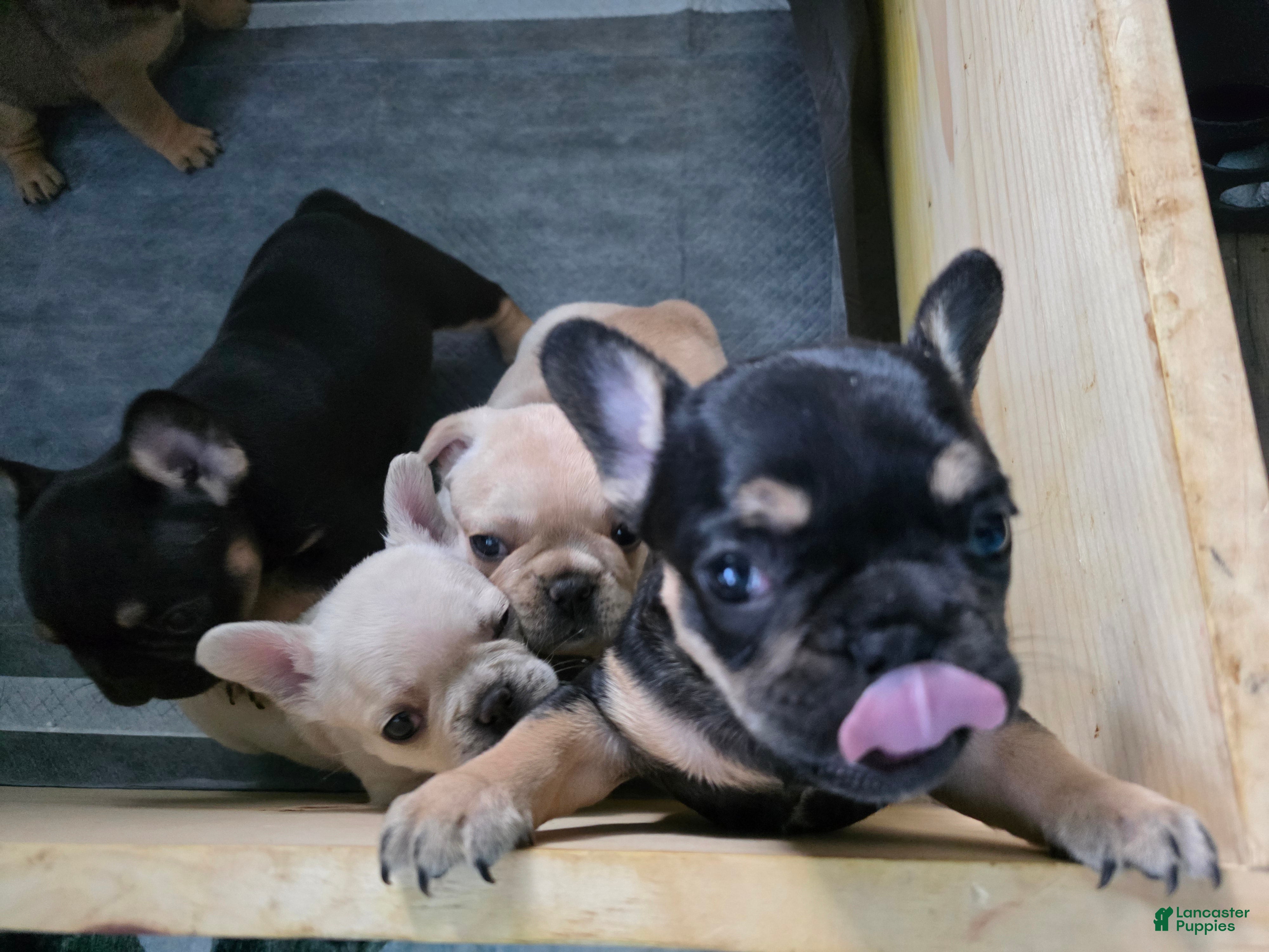 French Bulldog dogs Princess Leia  - Ad 1