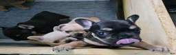 French Bulldog dogs for sale: Princess Leia  - Ad 1