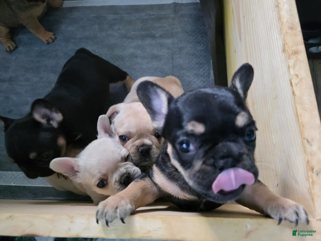 French Bulldog dogs for sale: Princess Leia  - Ad 1