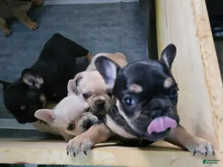 French Bulldog dogs for sale: Princess Leia - Ad 1