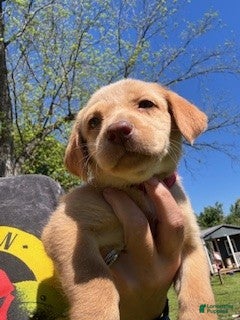 Labrador Retriever dogs Red Collar Female - Ad 10