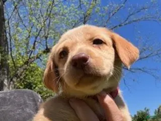 Labrador Retriever dogs Red Collar Female - Ad 10
