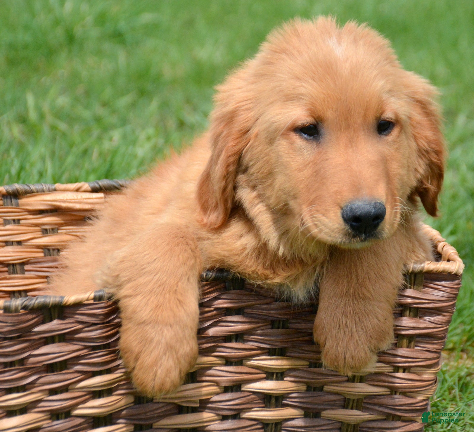 Golden Retriever dogs Golden Retriever Gage - Ad 30