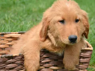Golden Retriever dogs Golden Retriever Gage - Ad 30