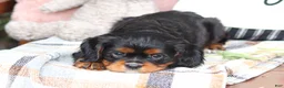 Cavalier King Charles Spaniel dogs for sale: Missy - Ad 7