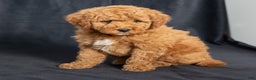 Mini Goldendoodle dogs for sale: Nioami - Ad 4