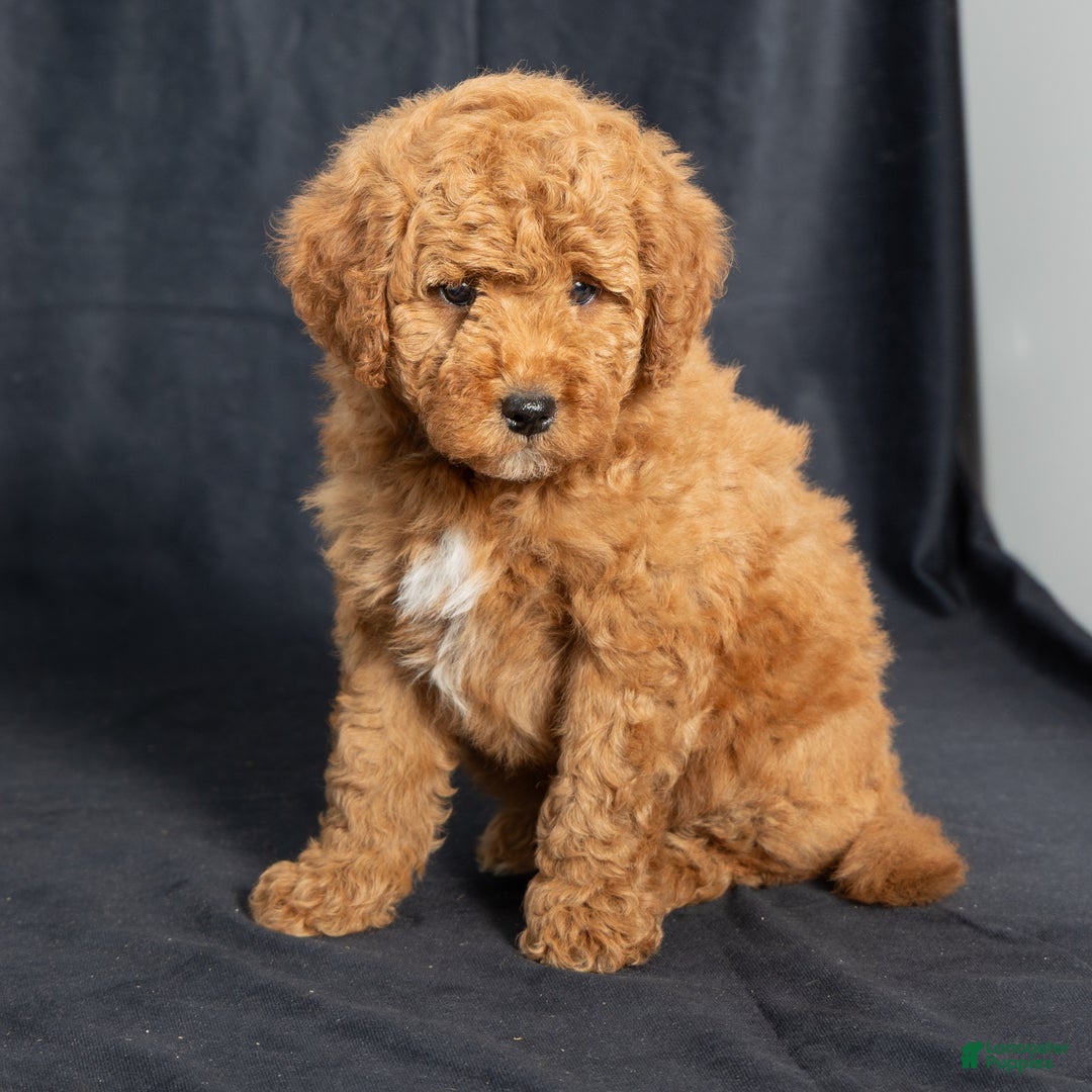 Mini Goldendoodle dogs for sale: Nioami - Ad 4