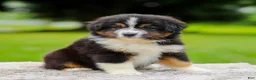 Miniature Australian Shepherd dogs for sale: Calvin - Ad 4