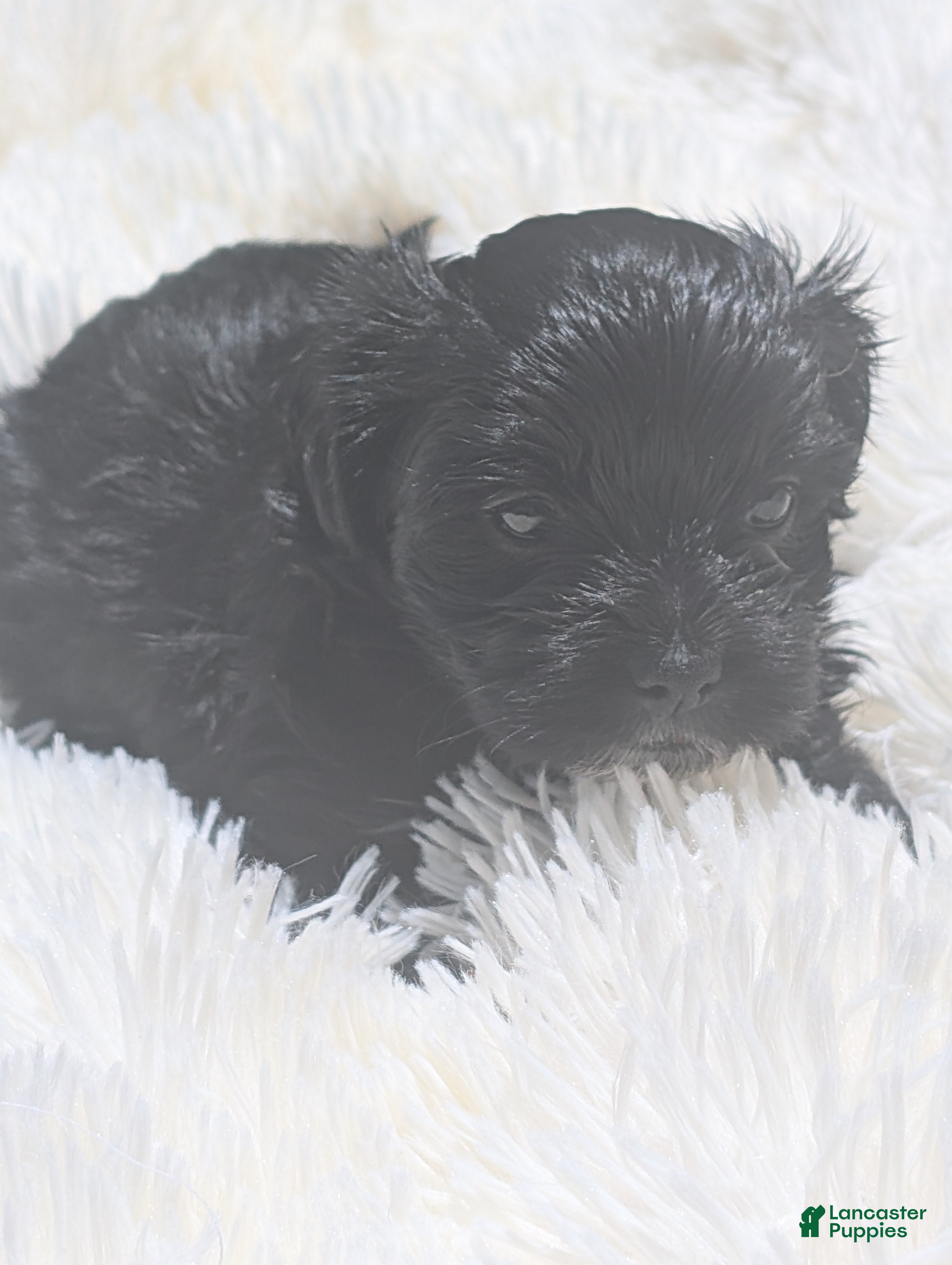 Mixed Breed dogs Mixed Breed 7 - Ad 41