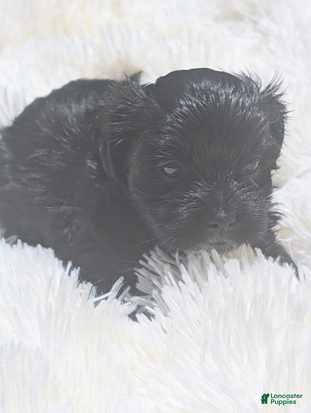 Mixed Breed dogs for sale: Mixed Breed 7 - Ad 1