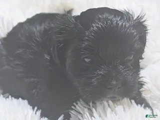 Mixed Breed dogs Mixed Breed 7 - Ad 41