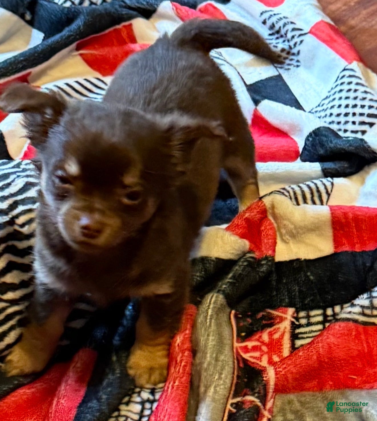 Chihuahua dogs Willie - Ad 42