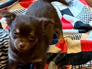 Chihuahua dogs Willie - Ad 42