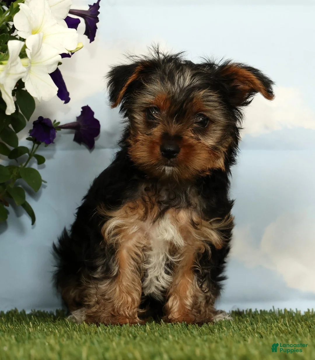 Yorkshire Terrier dogs for sale: Kohan - Ad 1