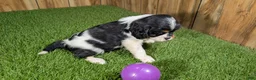 Cavalier King Charles Spaniel dogs for sale: Gracie Girl 1 - Ad 5