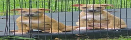 Mixed Breed dogs for sale: Mixed Breed 3 - Ad 6