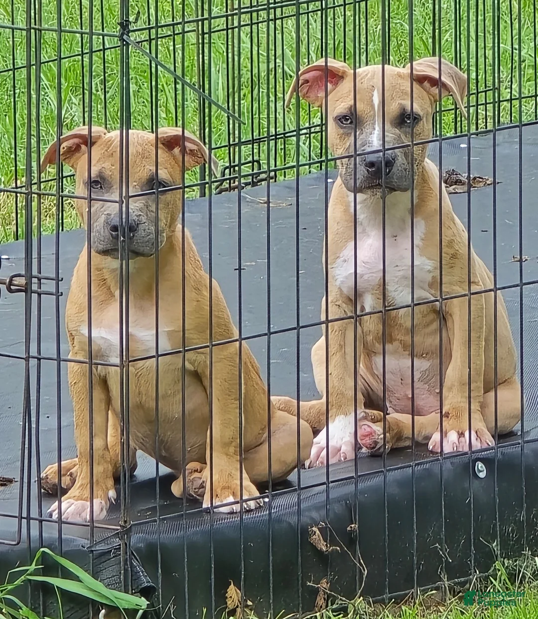 Mixed Breed dogs for sale: Mixed Breed 3 - Ad 6