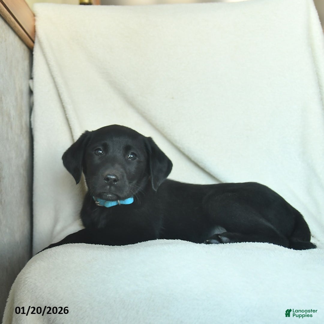 Labrador Retriever dogs for sale: Jamie  - Ad 5