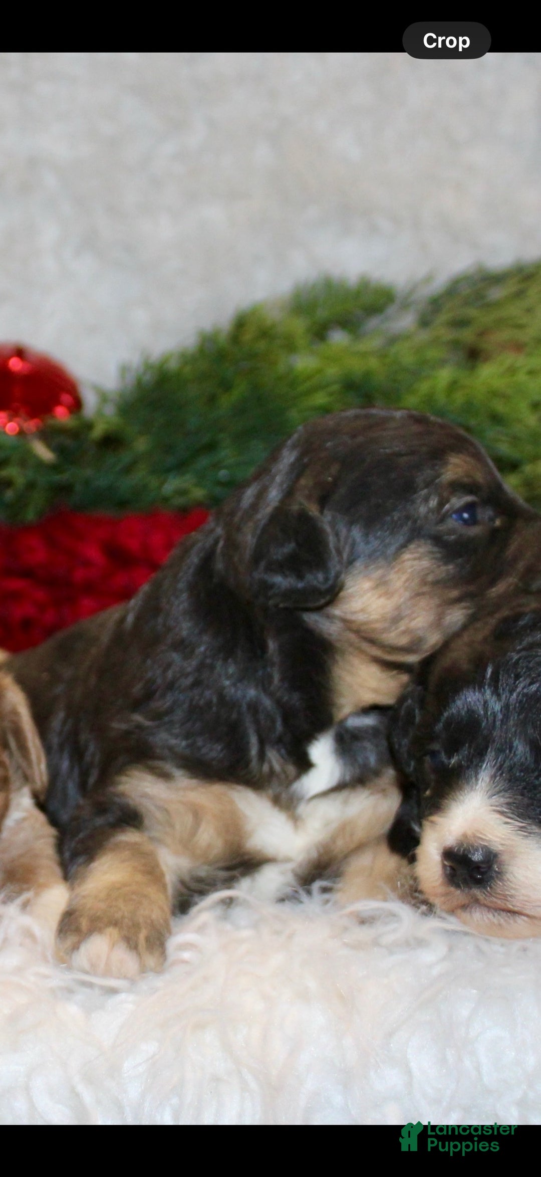 Mini Aussiedoodle dogs for sale: Mini Aussiedoodle Puppy 3 - Ad 1