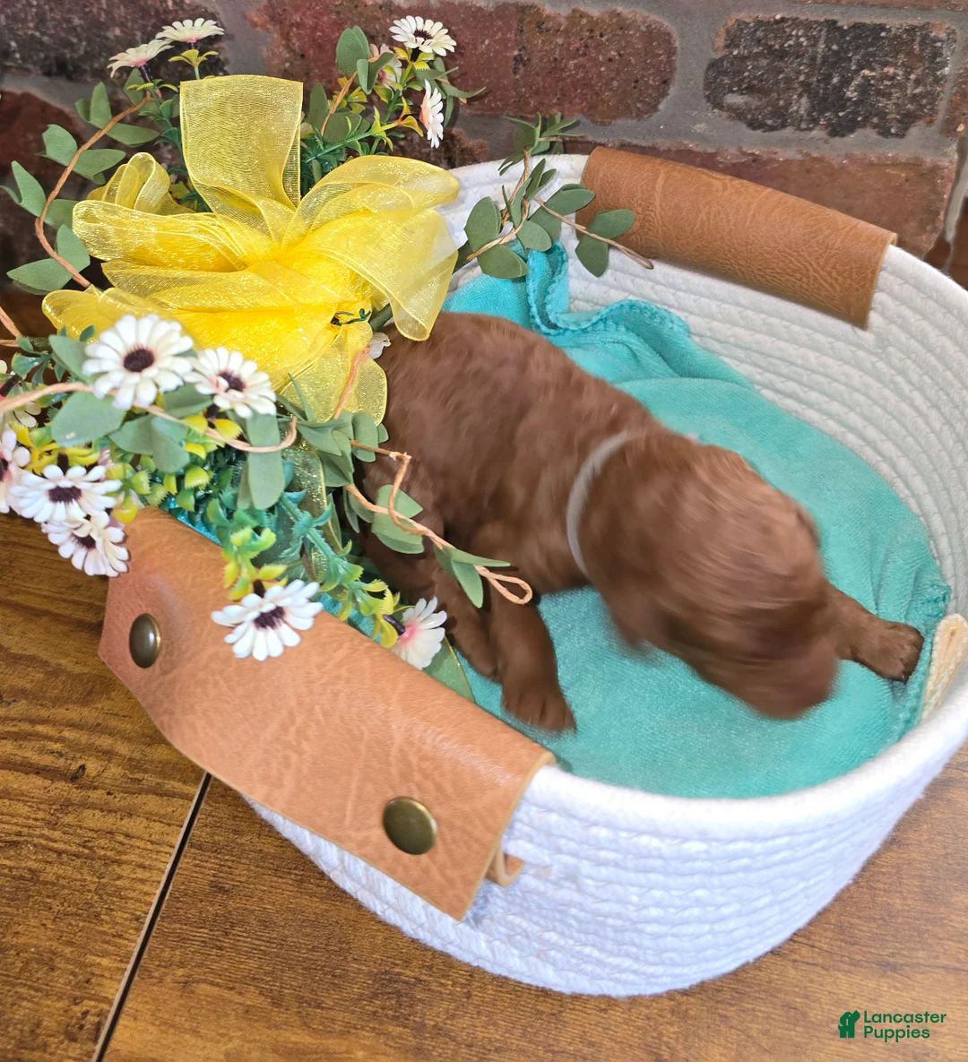 Goldendoodle dogs for sale: Goldendoodle Puppy 8 - Ad 1