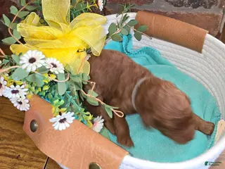 Goldendoodle dogs Goldendoodle Puppy 8 - Ad 39