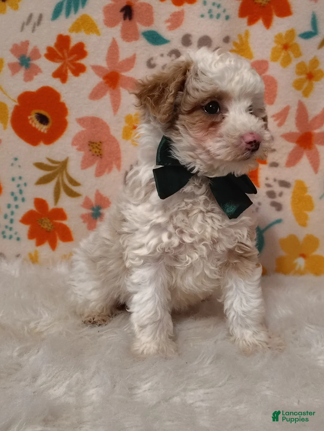 Sheepadoodle dogs for sale: Bella  - Ad 2