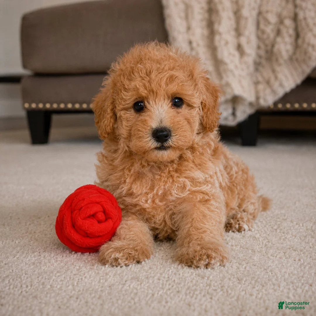 Miniature Poodle dogs for sale: milo - Ad 9