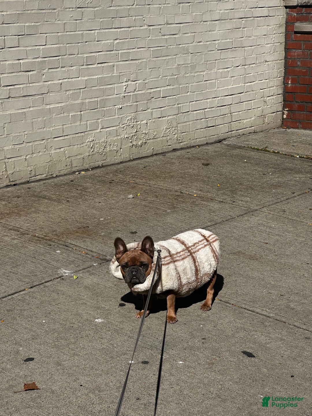 French Bulldog dogs for sale: Tiny - Ad 10