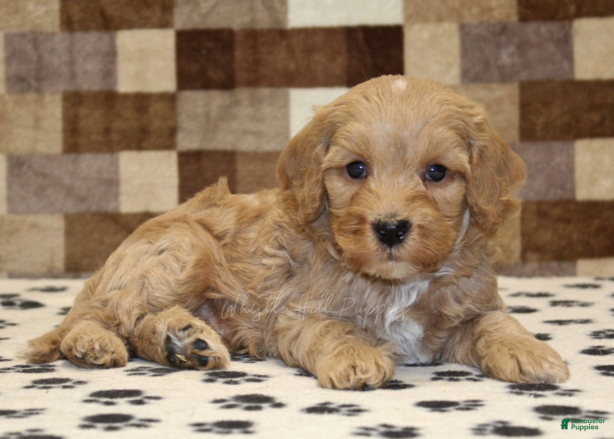 Mixed Breed dogs Micky - Ad 2