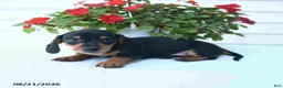 Miniature Dachshund dogs for sale: Bandit - Ad 3