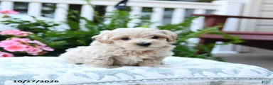 Charlie