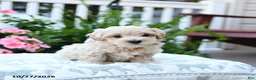 Maltipoo dogs for sale: Charlie - Ad 1