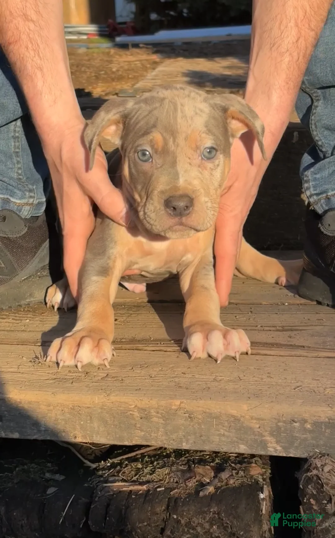 American Bully dogs for sale: Split Face - Ad 1