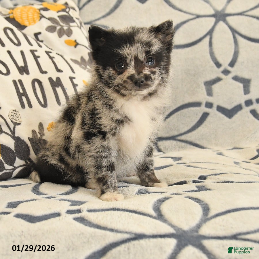 Pomeranian dogs Quella - Ad 42