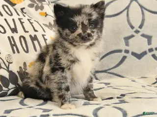 Pomeranian dogs Quella - Ad 42