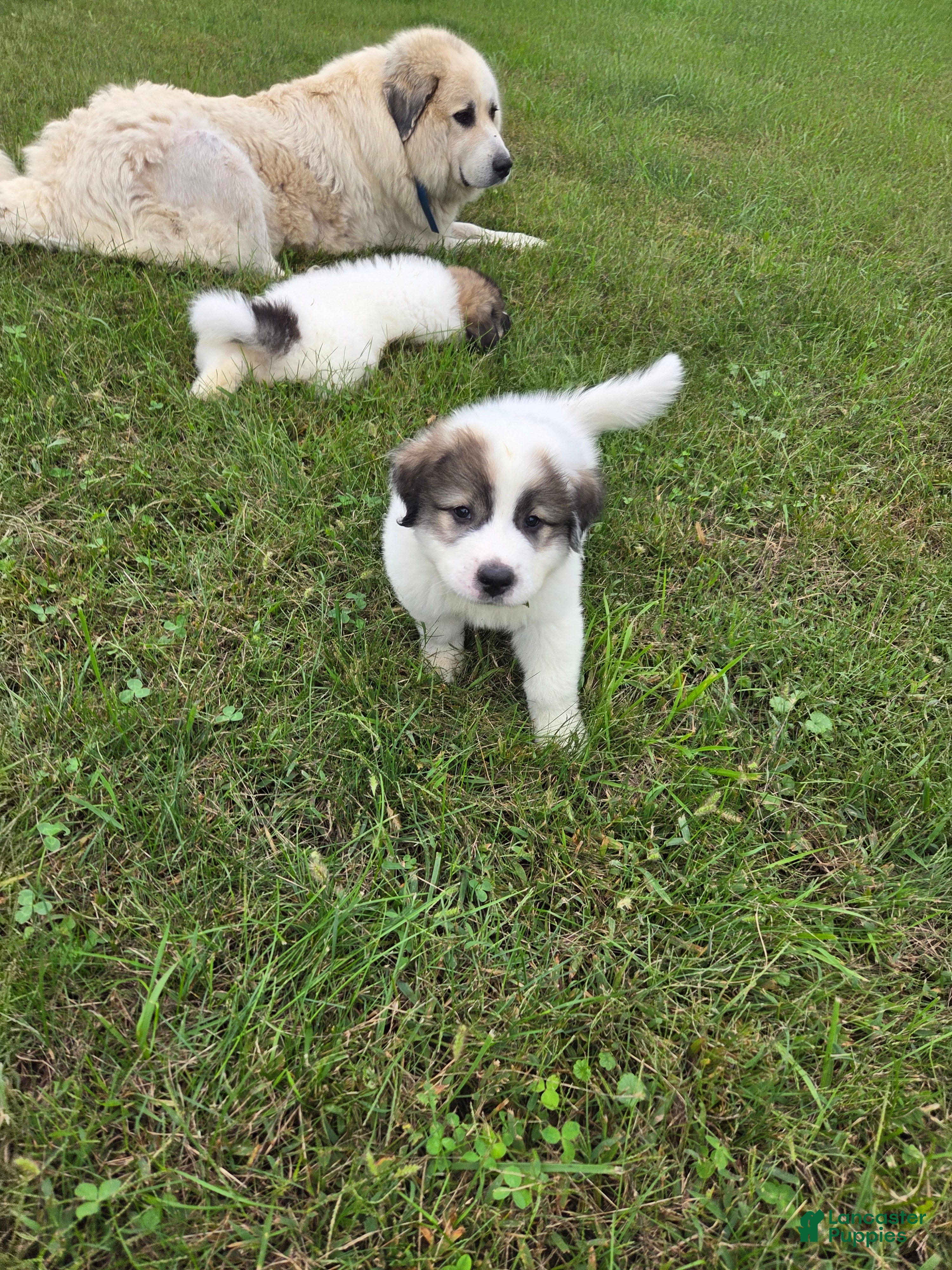 Great Pyrenees dogs for sale: Robin - Ad 2