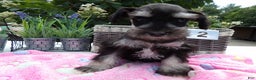 Miniature Schnauzer dogs for sale: Miniature Schnauzer Puppy 5 Curt - Ad 17