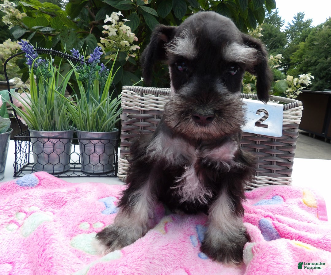 Miniature Schnauzer dogs for sale: Miniature Schnauzer Puppy 5 Curt - Ad 17