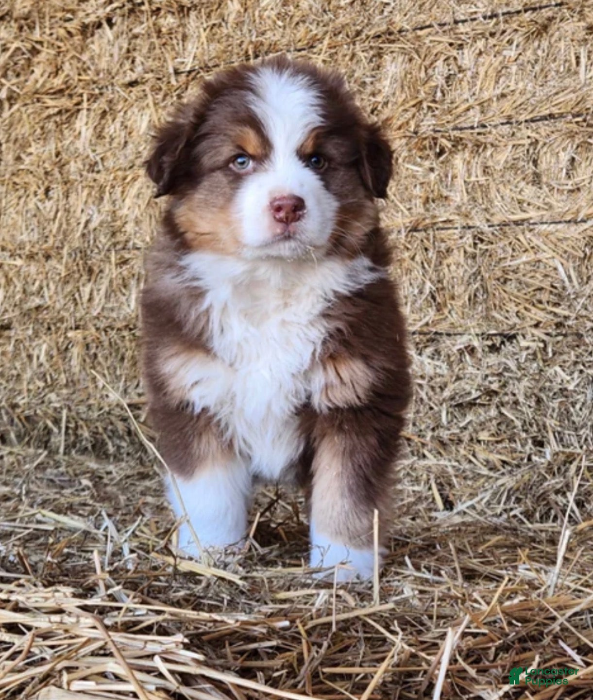 Mixed Breed dogs Mixed Breed Puppy 1 - Ad 1