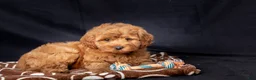 Mini Goldendoodle dogs for sale: Laylah - Ad 5