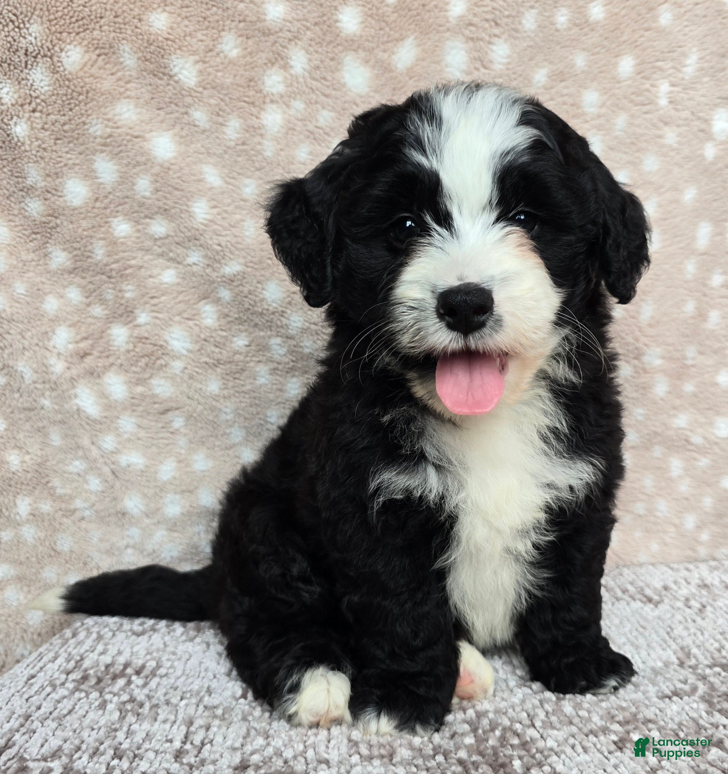 Mini Bernedoodle dogs Mini Clover - Ad 1